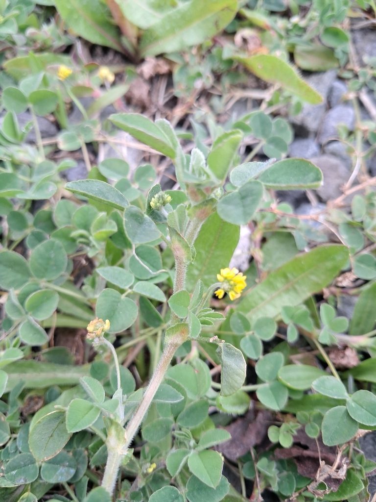 Black Medic in a Lawn: How to Identify It and What to Check First