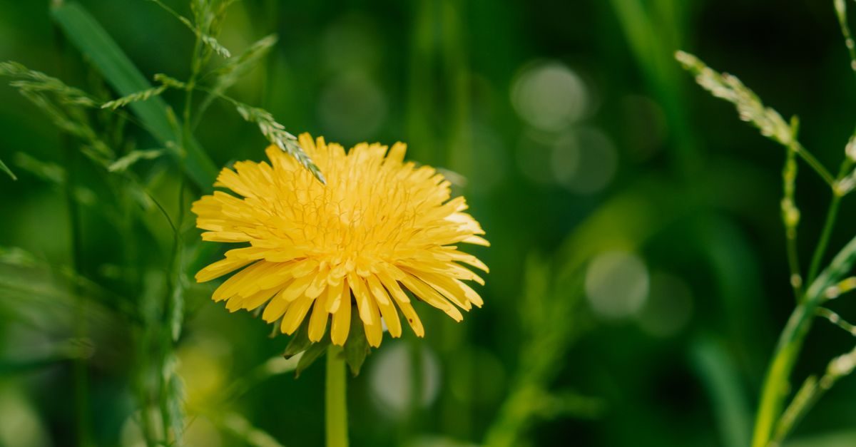 Lawn Grasses by State: What 40 University-Backed Guides Show (2026)