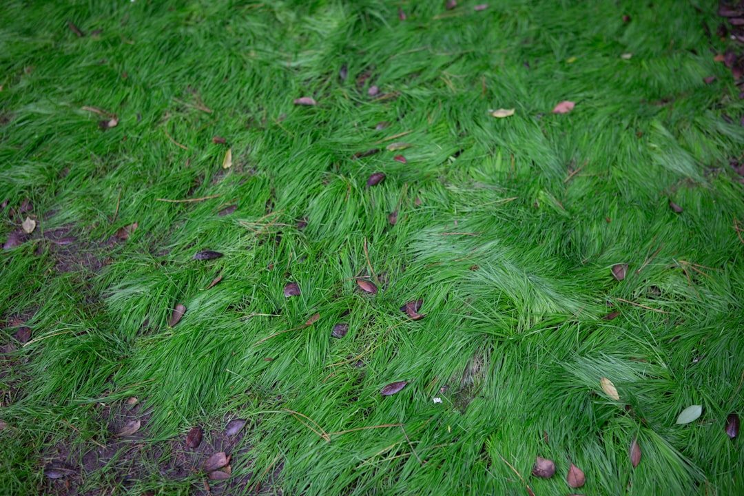 Brown Patch Disease in Fescue: Diagnosis and Organic Treatment Options