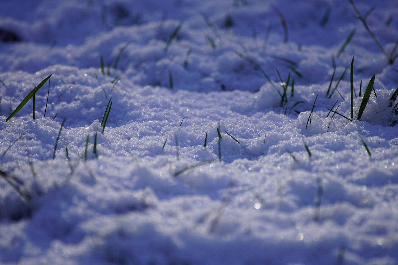 Managing Salt Damage on Lawns Winter Recovery and Prevention Strategies