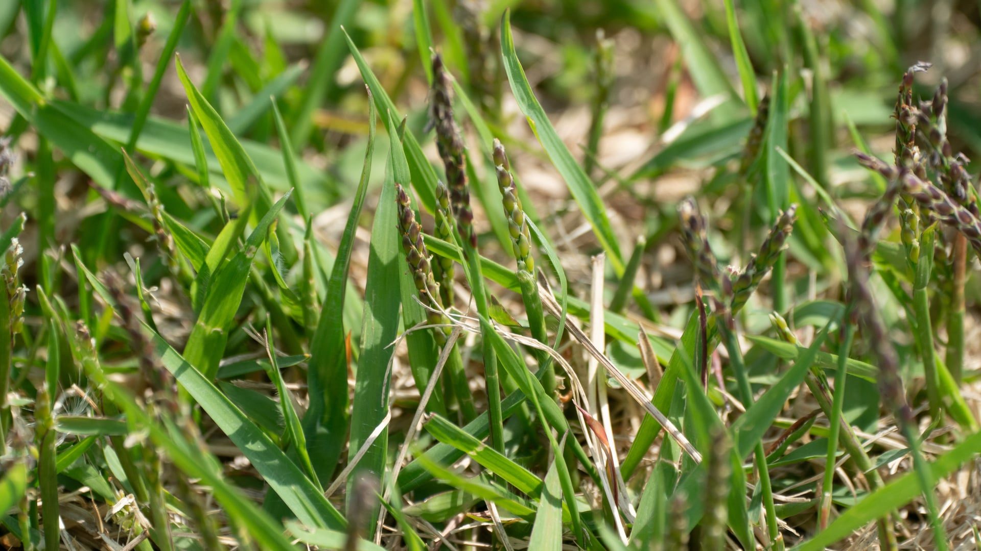 Zoysia japonica turf with stiff upright blades and short seed spikes rising above tan thatch