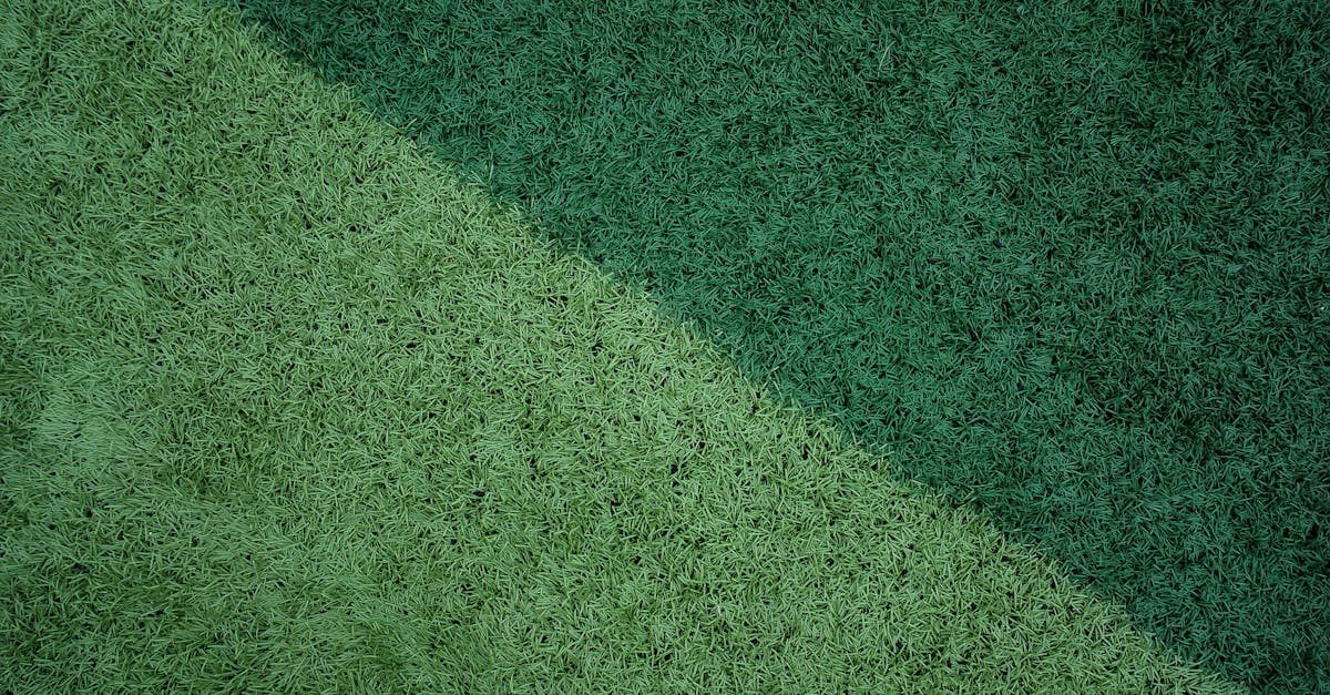 Understanding How Salt Damages Lawns photo