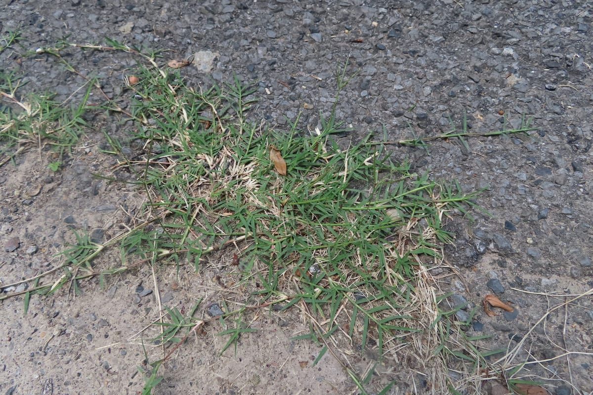 Bermudagrass (Cynodon dactylon) growing as a Tennessee lawn, close-up of blade texture and growth habit