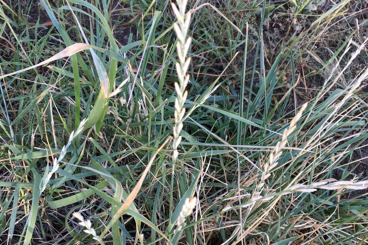 Perennial Ryegrass (Lolium perenne) growing as a Arizona lawn, close-up of blade texture and growth habit