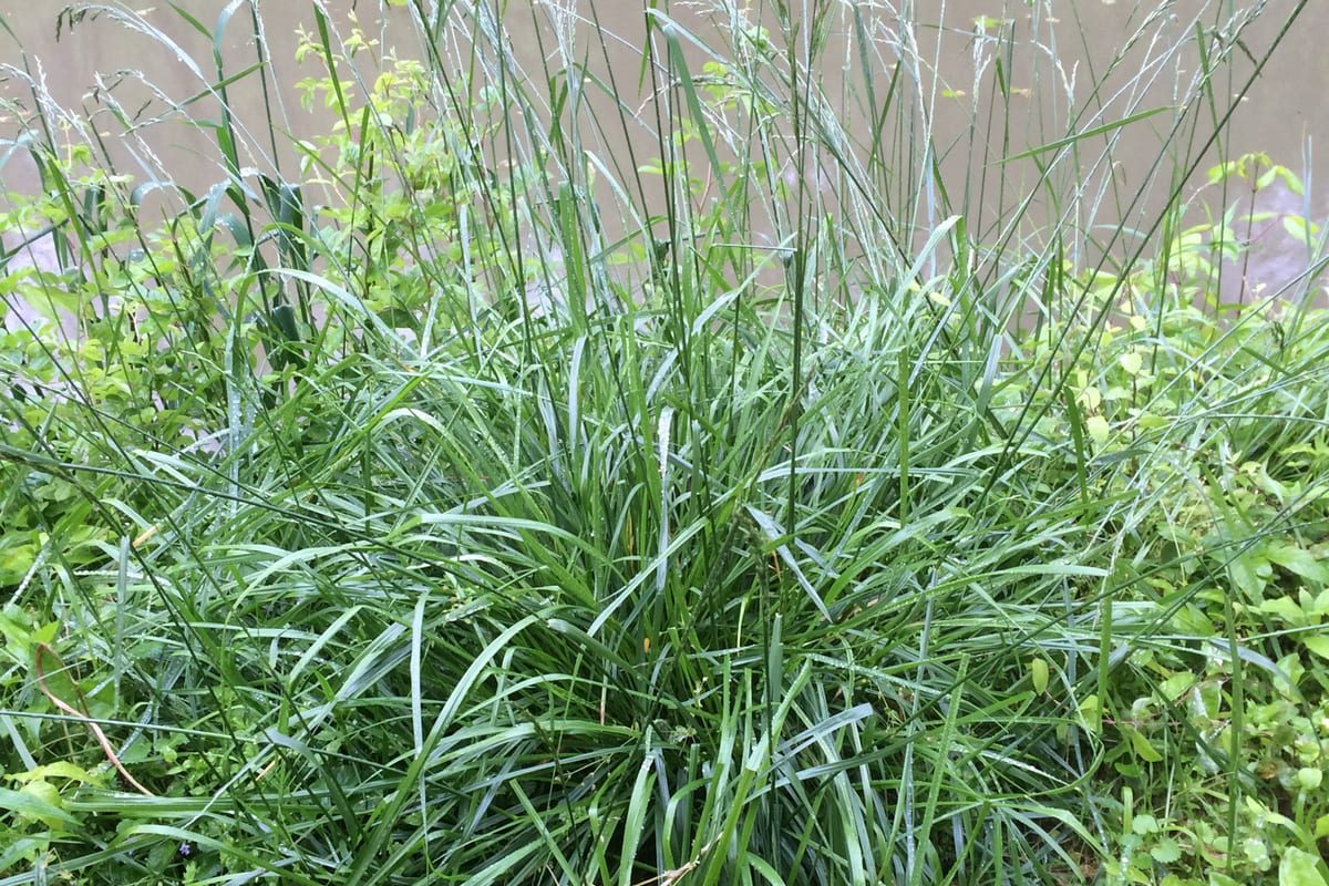 Tall Fescue (Festuca arundinacea) growing as a Indiana lawn, close-up of blade texture and growth habit