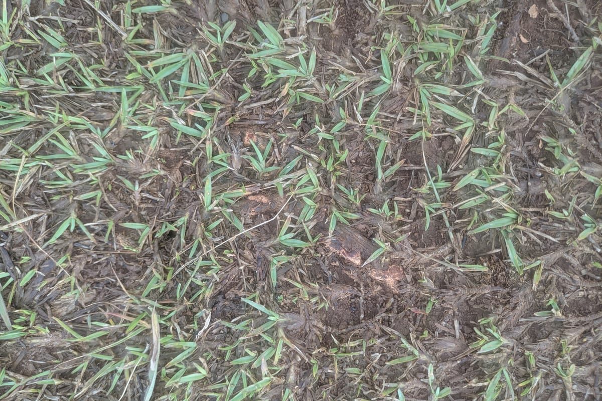 Zoysiagrass (Zoysia japonica) growing as a Mississippi lawn, close-up of blade texture and growth habit