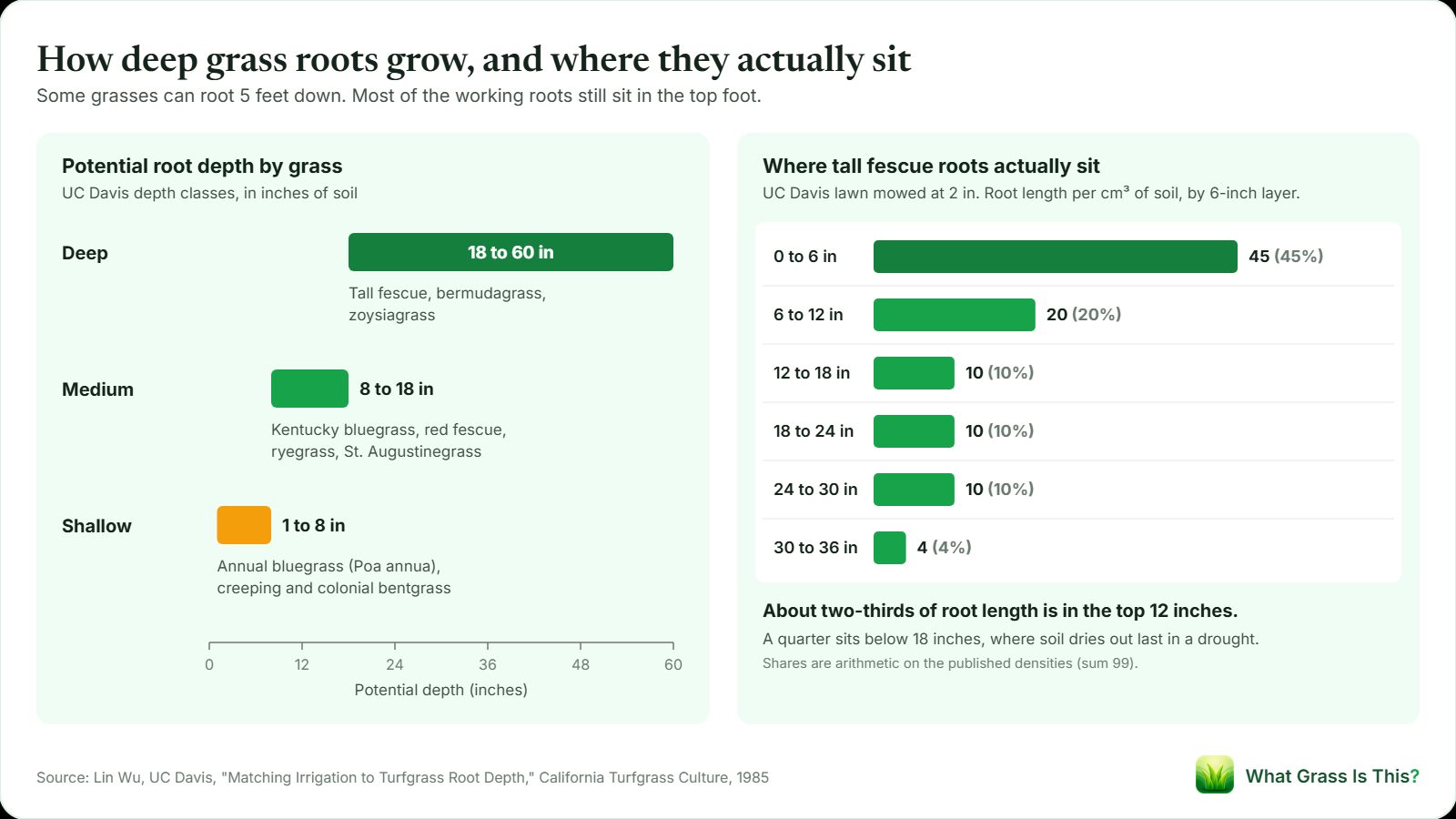 Grass root depth chart: UC Davis rates tall fescue, bermudagrass and zoysiagrass deep (18 to 60 inches), bluegrass, ryegrass, red fescue and St. Augustine medium (8 to 18 inches). In a tall fescue lawn, 45% of root length sat in the top 6 inches and about two-thirds in the top 12.