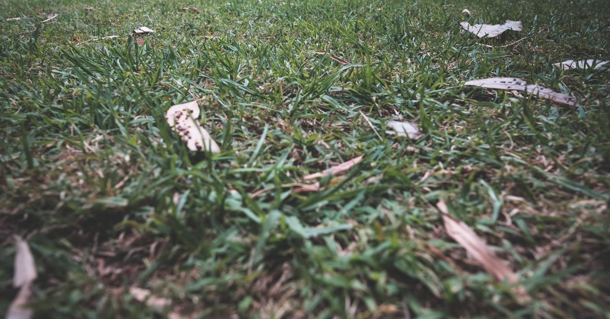 Fall Lawn Aeration: When and How to Aerate by Region