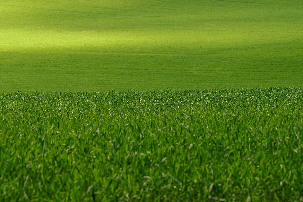 Photo by fotoblend on Pixabay How Zoysia Grows in North Carolina’s Transition Zone