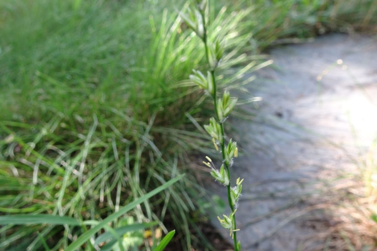Perennial Ryegrass (Lolium perenne) growing as a Massachusetts lawn, close-up of blade texture and growth habit