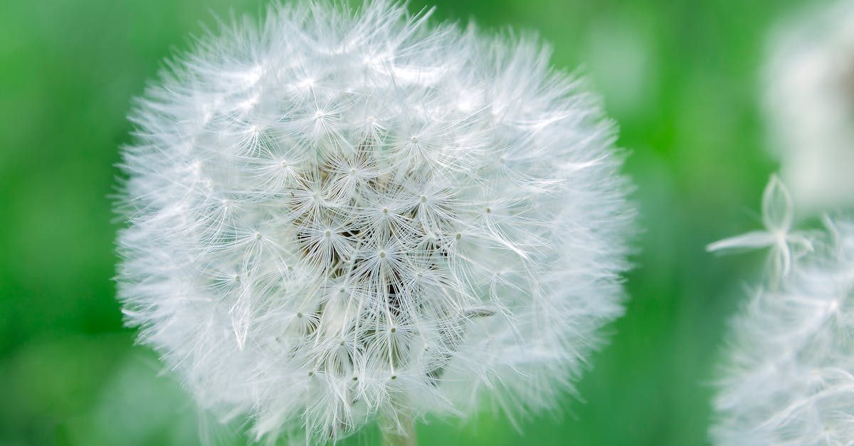 Does White Vinegar Actually Kill Weeds?