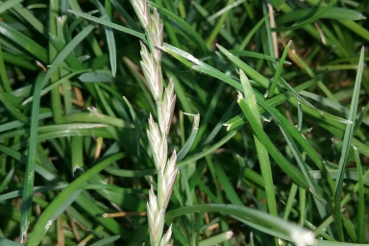 Perennial Ryegrass (Lolium perenne) growing as a Iowa lawn, close-up of blade texture and growth habit