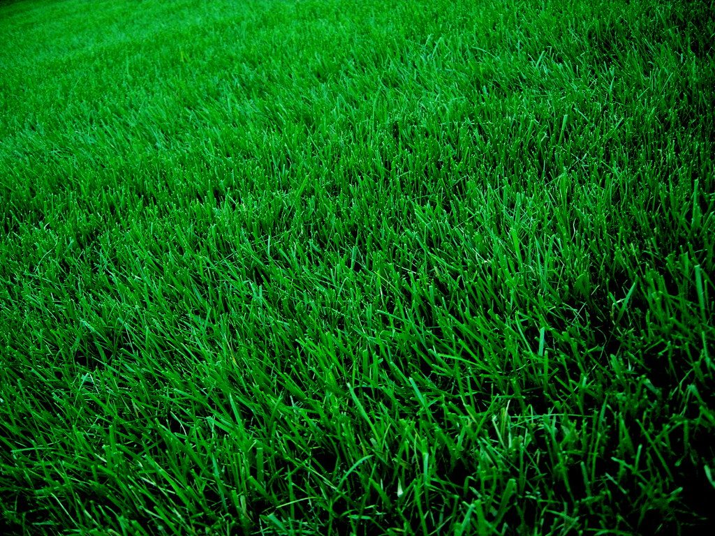 Best Grass Types for Short Growing Seasons
