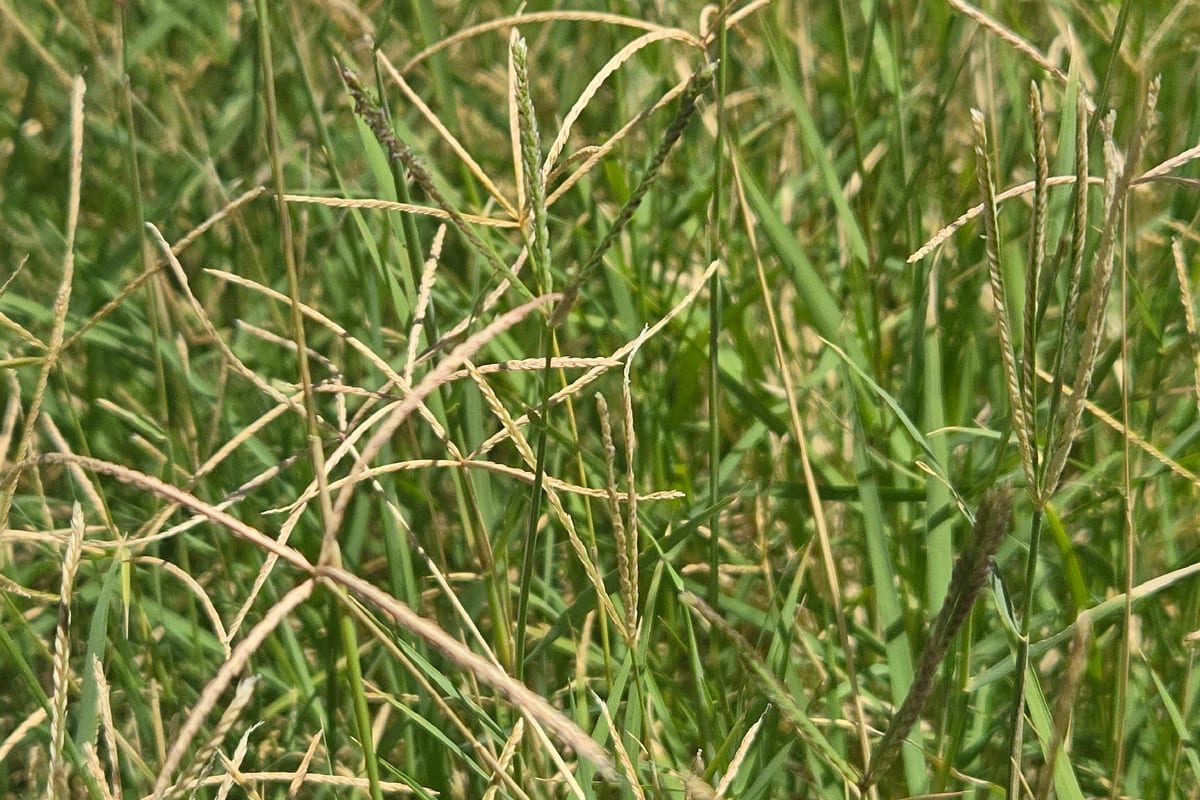 Bermudagrass (Cynodon dactylon) growing as a Alabama lawn, close-up of blade texture and growth habit