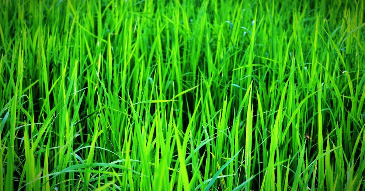 Fertilizing lawn grass