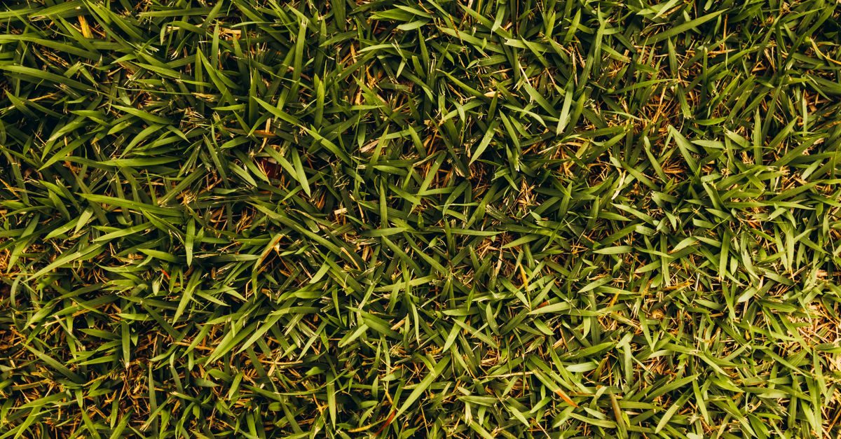 How to Dethatch a Lawn: When, How, and Dethatch vs Aerate