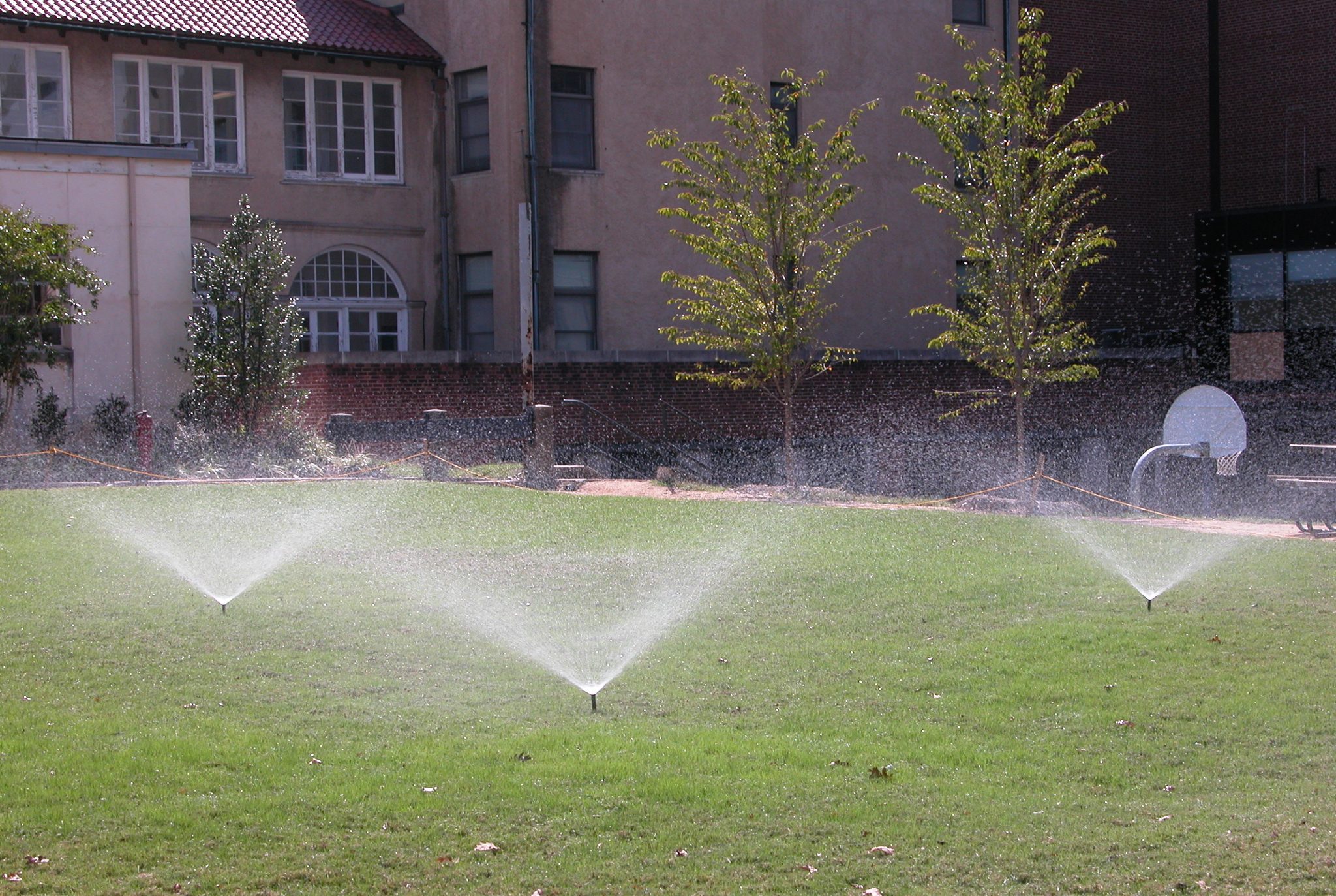 Why Your Neighbor's Grass Is Greener (And How to Get Dark Green Grass Yourself)