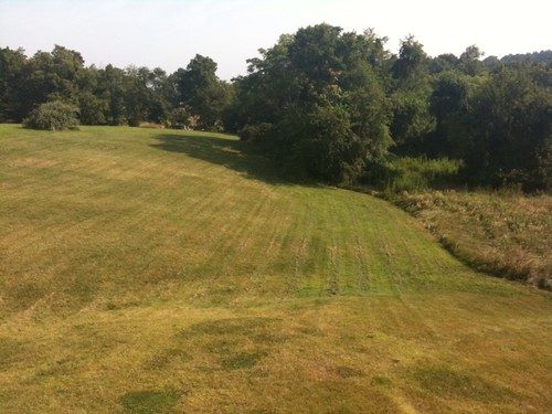 Grass Types That Need the Least Mowing