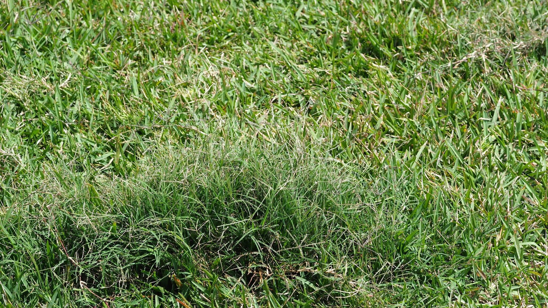 Mown bermudagrass lawn up close, fine green blades knitting into a dense low turf