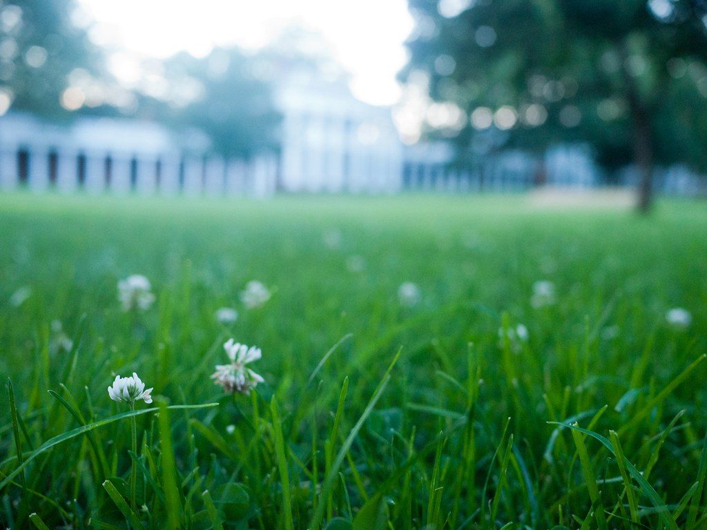 Fertilizing lawn grass