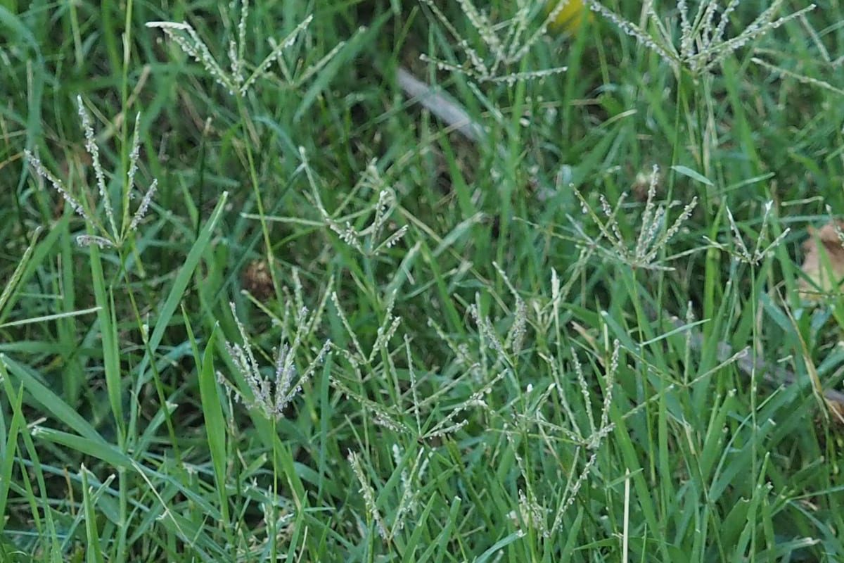 Bermudagrass (Cynodon dactylon) growing as a Virginia lawn, close-up of blade texture and growth habit