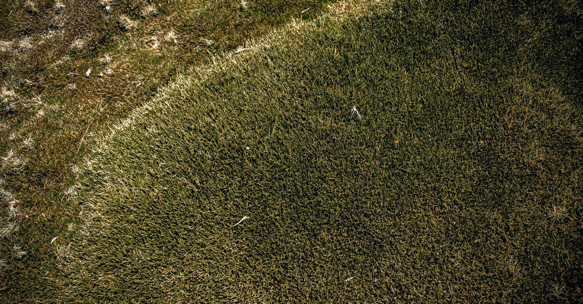 How to Get Rid of Moss in Your Lawn (And Keep It Gone)