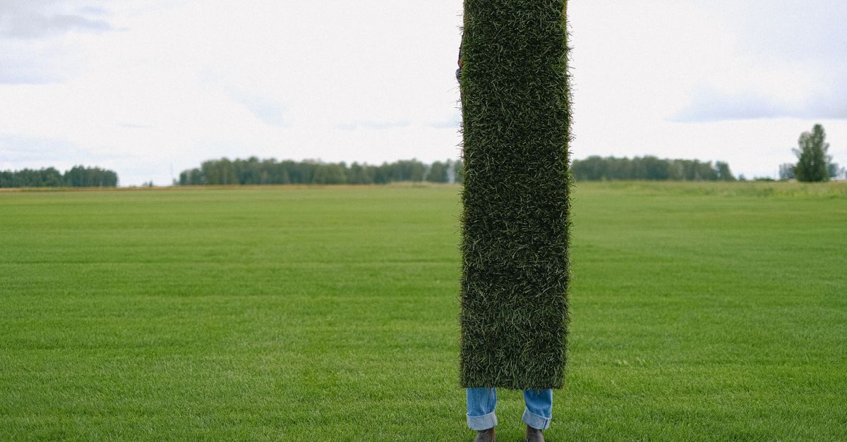 Types of Grass in Washington State: West vs East Lawns