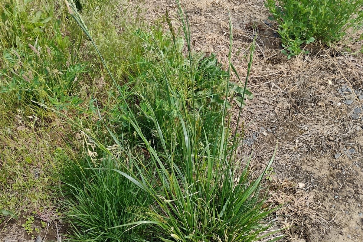 Tall Fescue (Festuca arundinacea) growing as a Tennessee lawn, close-up of blade texture and growth habit
