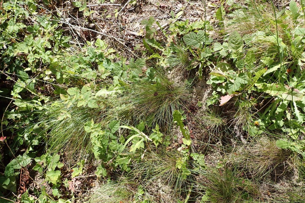 Fine Fescue (Festuca spp.) growing as a Pennsylvania lawn, close-up of blade texture and growth habit