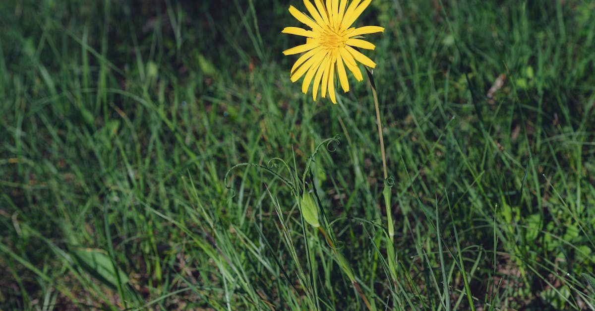 Best Weed Killer: Top Products & DIY Methods