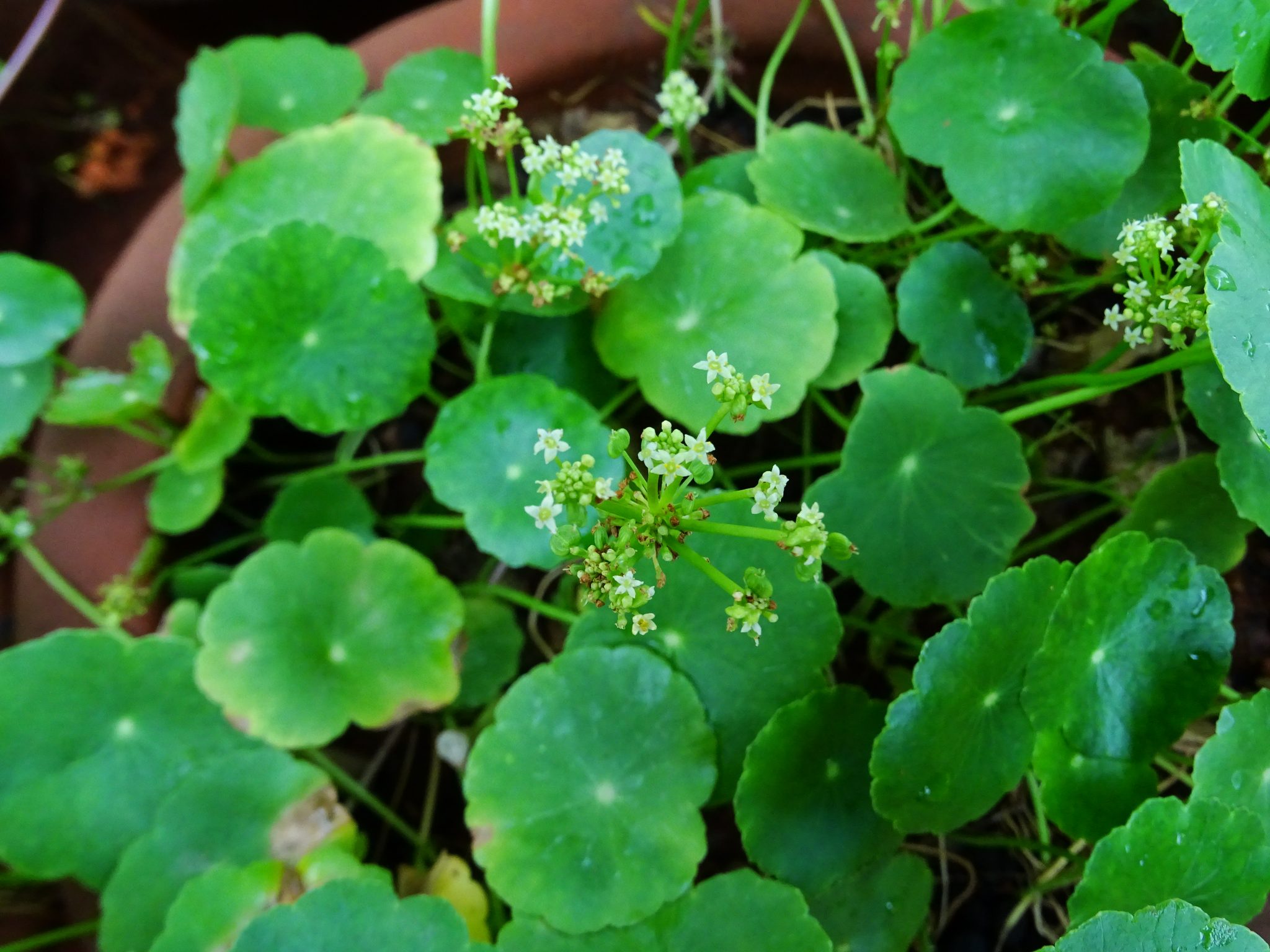 How to Get Rid of Dollarweed (Pennywort) in Your Lawn