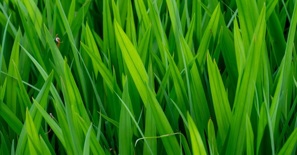 Best Fertilizer for St. Augustine Grass in Louisiana (2026)