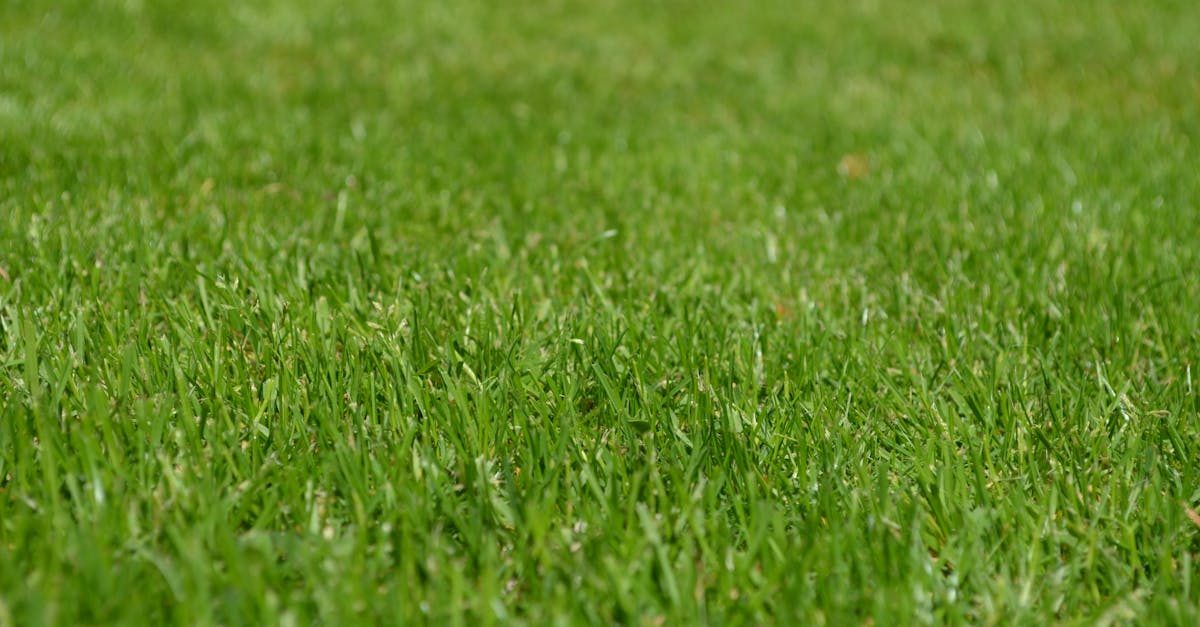 Photo by Pixabay on Pexels Adapting Your Summer Fertilizer Strategy by Grass Type and Region photo