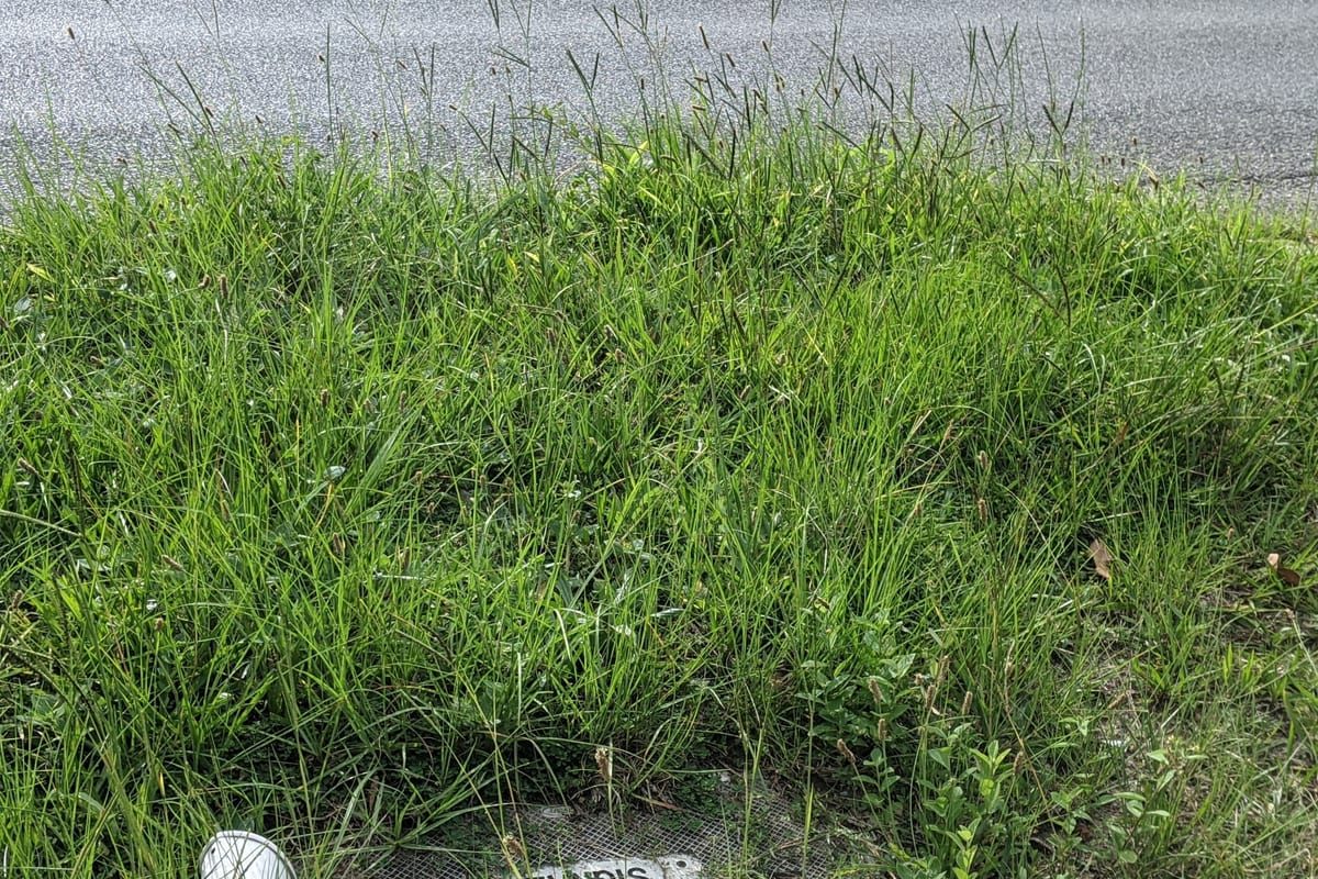 Bahiagrass (Paspalum notatum) growing as a Mississippi lawn, close-up of blade texture and growth habit