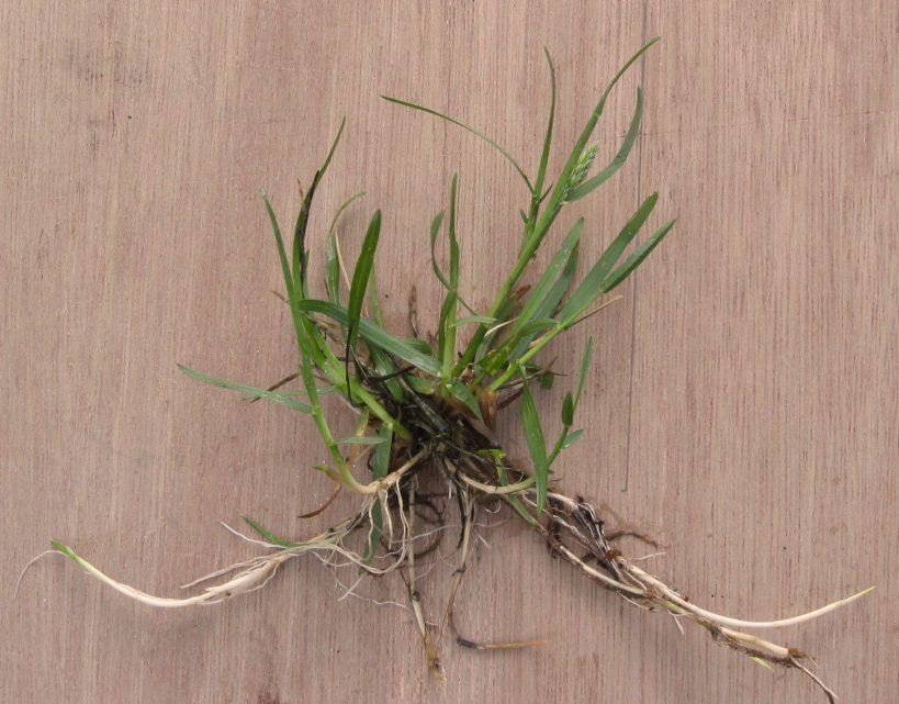Photo by Rasbak (CC BY-SA 3.0) Kentucky bluegrass (Poa pratensis) growing in the field