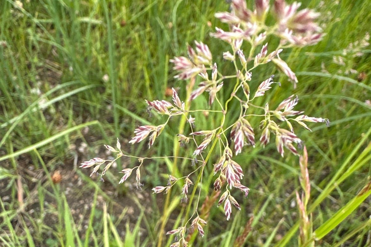 Kentucky Bluegrass (Poa pratensis) growing as a Iowa lawn, close-up of blade texture and growth habit