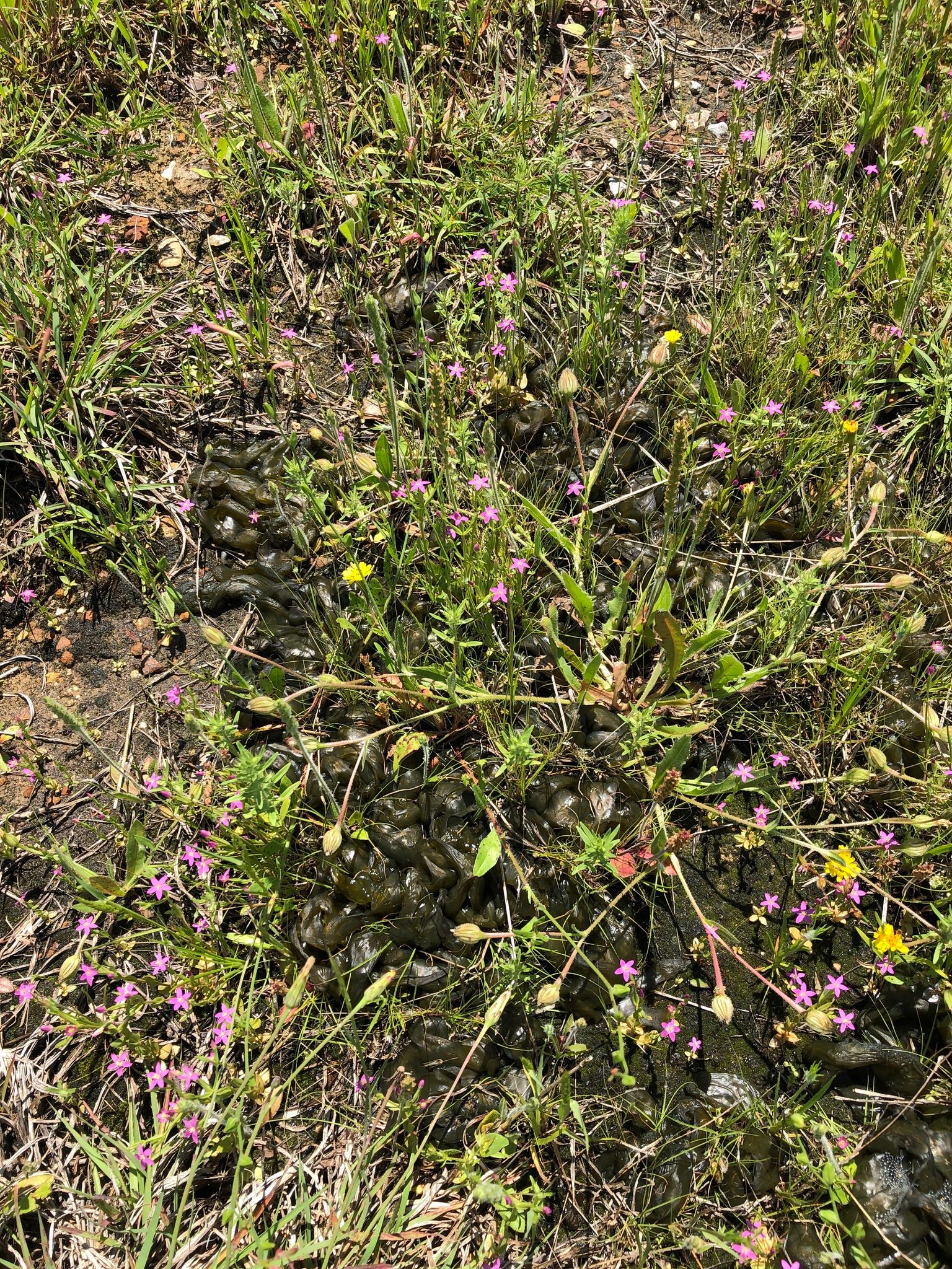 Photo by Sam Kieschnick on iNaturalist (CC BY 4.0) Dark gelatinous Nostoc colonies among mixed vegetation in an iNaturalist observation