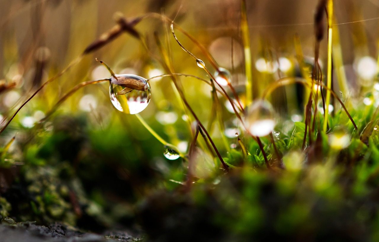 Can You Mow Your Lawn When Grass Is Wet