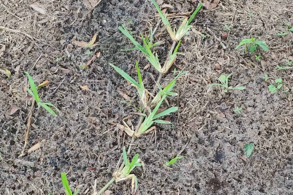 St. Augustinegrass (Stenotaphrum secundatum) growing as a Arkansas lawn, close-up of blade texture and growth habit