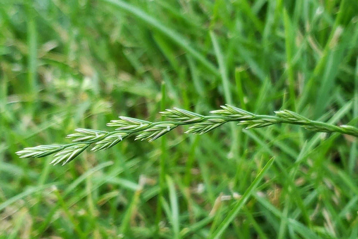 Perennial Ryegrass (Lolium perenne) growing as a Nebraska lawn, close-up of blade texture and growth habit
