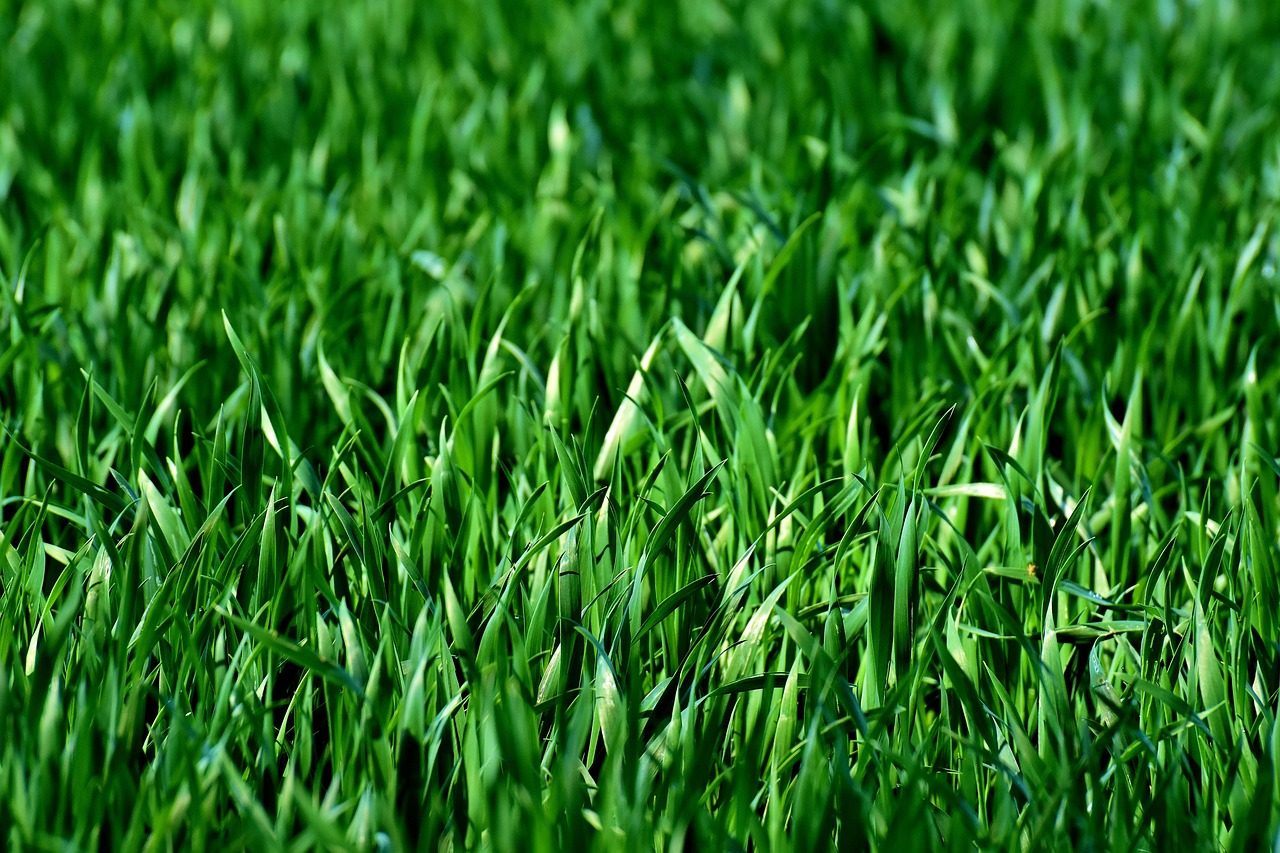 How to Identify Quack Grass (and Why It's Taking Over Your Lawn)