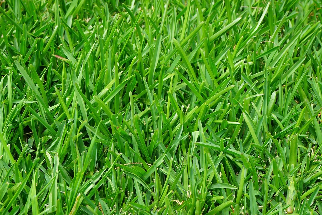 Fine Fescue Grass Seed: Selection & Planting Guide