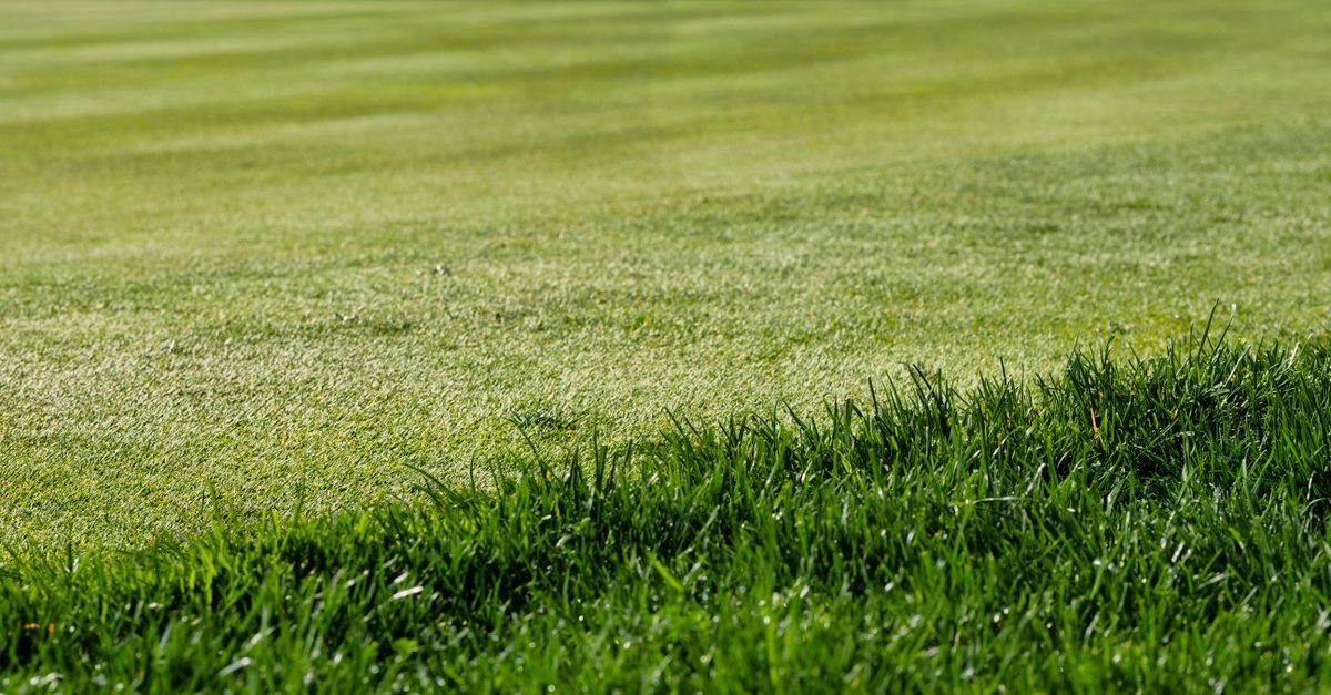 Simple Lawn Solutions 16-4-8 Review: Results, Rate, and How to Apply (2026)