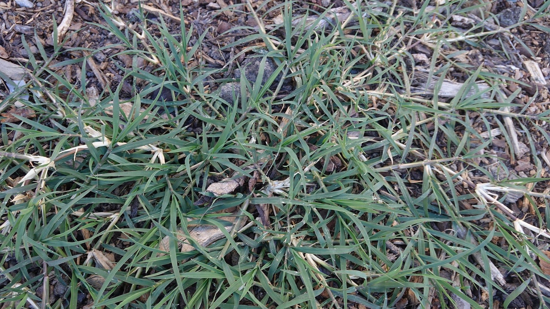 Thinning blue-green bermudagrass stolons creeping over bare ground where the turf has died out