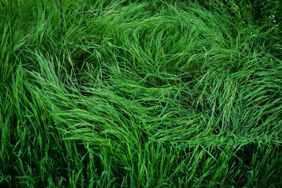Step 1: Identify the Type of Lawn Weed photo