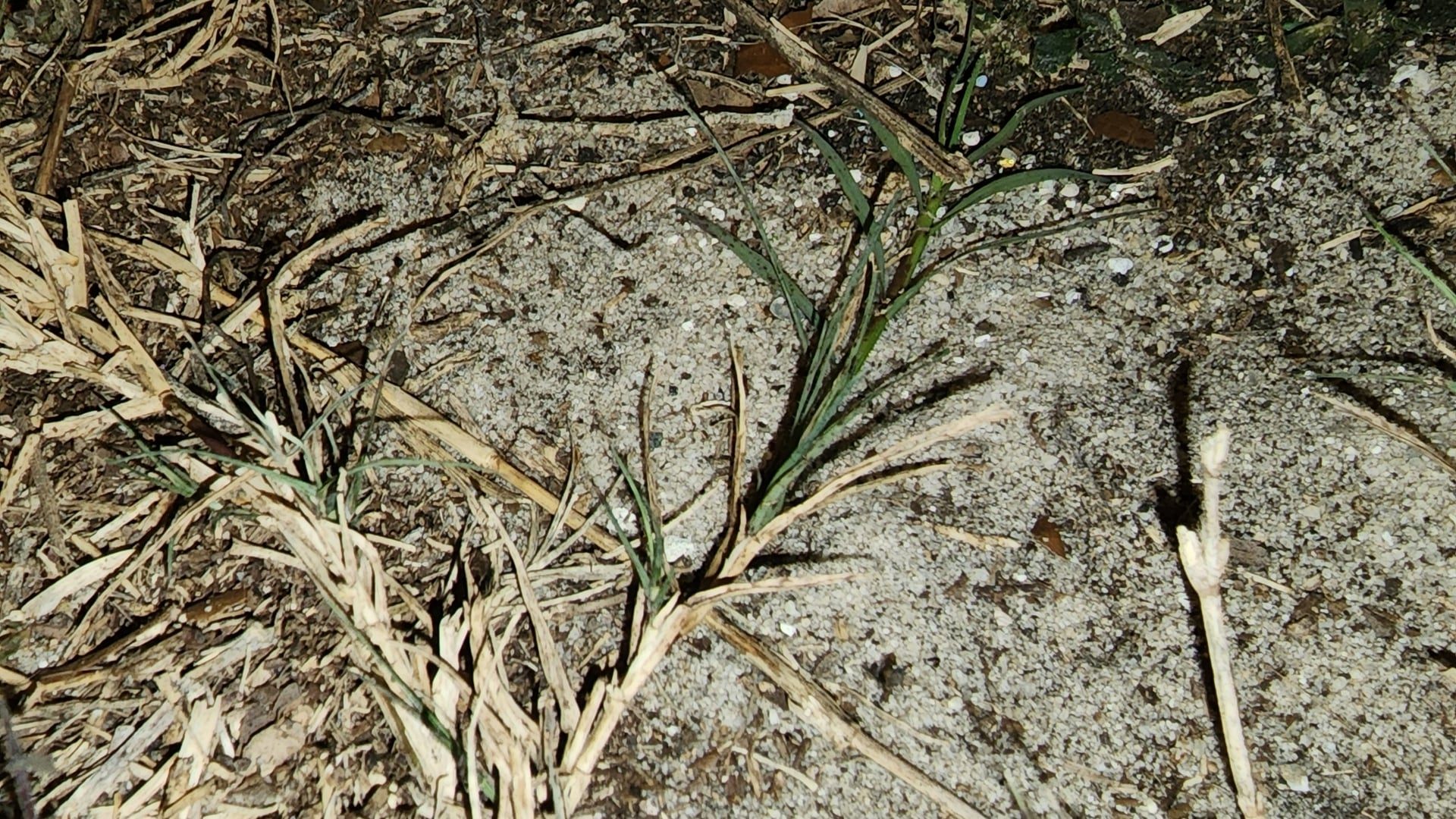 How to Revive Bermuda Grass After Summer Heat Stress