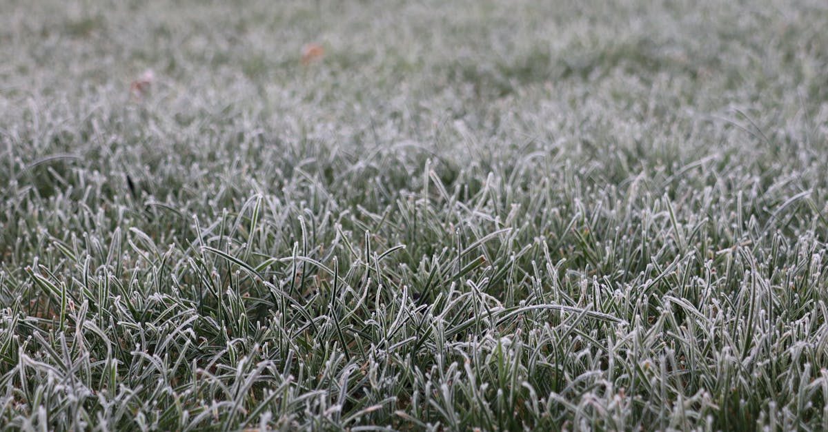 Complete Winter Lawn Care 101 for Florida Kentucky Bluegrass