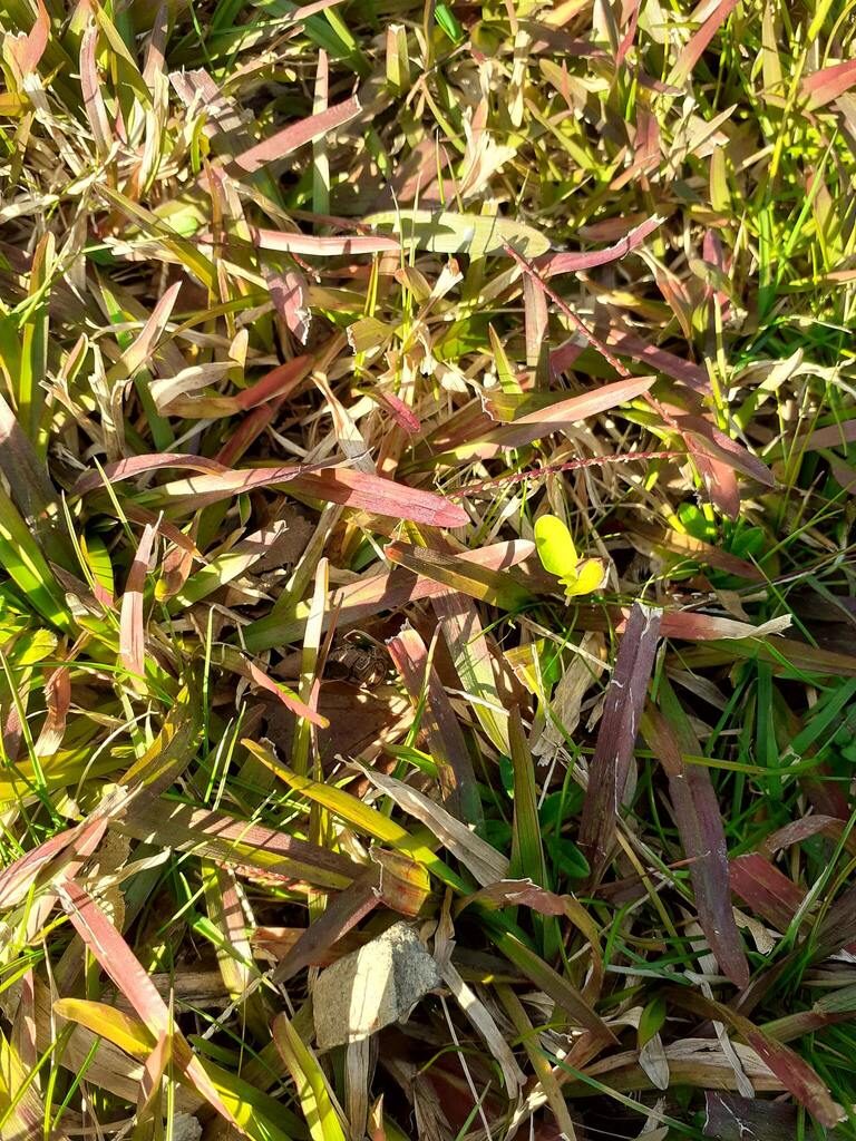 Carpetgrass: How to Identify It and Decide What Your Lawn Needs
