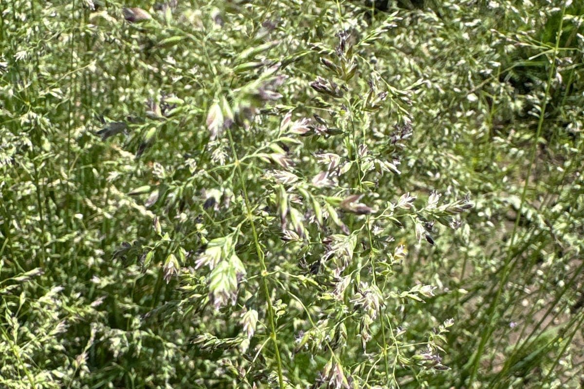Kentucky Bluegrass (Poa pratensis) growing as a Colorado lawn, close-up of blade texture and growth habit