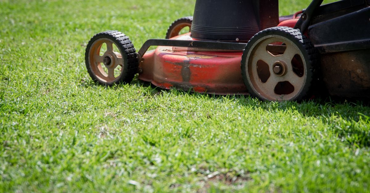 How to Get Rid of Foxtail Grass in Your Lawn (and Keep It Out)